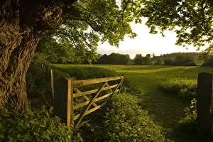 Sun Light Prints: Wooden gate and oak tree at entrance to pasture in evening sunlight