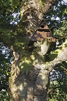 Mendlesham Prints: Wooden owl nestbox, sited in ancient Common Oak (Quercus robur) tree in woodland