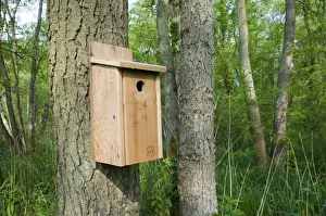Nestboxes Prints: Wooden tit nestbox attached to tree trunk in woodland habitat, Norfolk, England, may