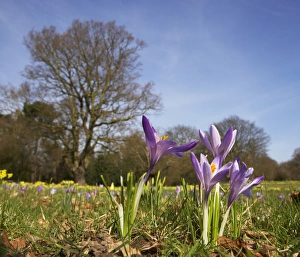 Iridaceae Prints: Woodland Crocus (Crocus tommasinianus) flowering