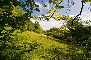 Woodland and downland habitat, Charles Darwins Orchis Bank, Downe Bank Nature Reserve, North Downs, Kent, England
