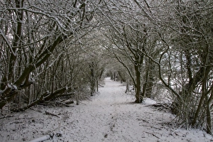Track Prints: Woodland footpath in winter