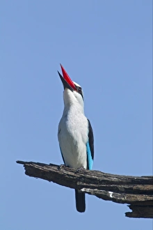 Kingfisher Prints: Woodland Kingfisher (Halcyon senegalensis) adult