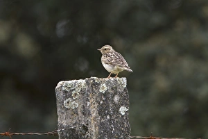 Extremadura Prints: Woodlark on fence post - Extremadura Spain