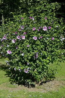 Centre Prints: Woody Mallow (Hibiscus syriacus) flowering, on the banks of the Dordogne, Gironde, France