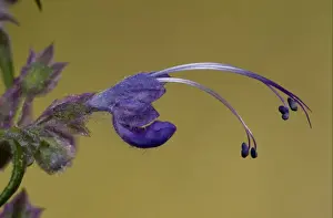 Lamiaceae Prints: Woolly Bluecurls (Trichostema lanatum) close-up of flower, California, U. S. A. november