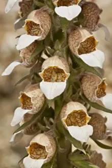 Southeastern Europe Prints: Woolly Foxglove (Digitalis lanata) close-up of flowers, Rila Mountains, Bulgaria, May