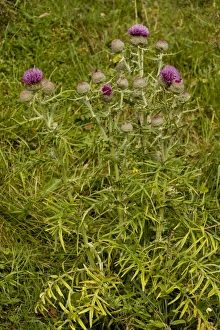 Thistle Prints: Woolly Thistle (Cirsium eriophorum) flowering