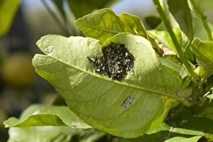 Leaves Prints: Woolly whitefly, Aleurothrixus floccosus