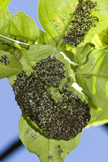 Woolly whitefly, Aleurothrixus floccosus, with sooty mould on the honeydew on the underside of a lemon leaf of a tree