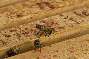 Frame Prints: Worker bee fanning either air for ventilation or pheromones around the hive