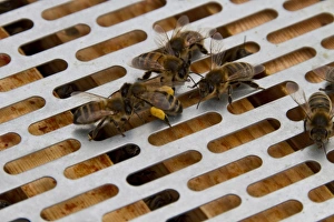 Frame Prints: Worker bees examine bee with pollen on its legs