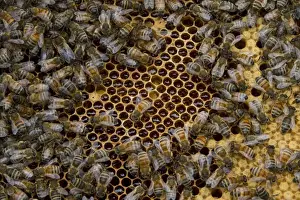 Frame Prints: Worker bees tending drone and honey/nectar cells in the brood frame part of the hive