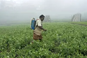 Spray Prints: Worker spraying pesticides on vegetable crops in terraced field
