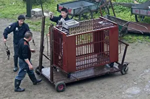 Workers with holding cage for Asiatic Black Bears (Ursus thibetanus), Animals Asia Rescue Centre, Chengdu, Sichuan