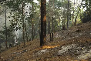 Burn Prints: Workers using slash and burn to clear monsoon rainforest habitat