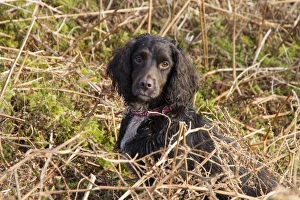 Spaniel Prints: A Working Cocker Spaniel from the Blenheim breed