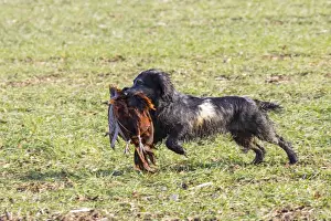 : Working cocker spaniel (blue roan) carrying cock pheasant
