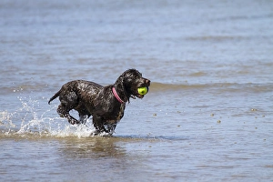 Spaniel Prints: A Working Cocker Spaniel retreavinga ball in water