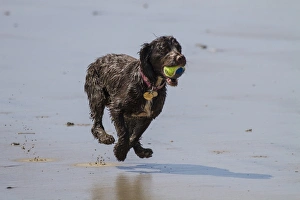 A Working Cocker Spaniel retreavinga ball in water