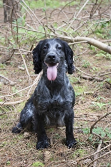 Blue Prints: Working Cocker Spaniel sitting, 3 year old bitch, blue roan. In Pine woodland