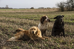 Golden Prints: Working gun dogs in stubble field, Golden retriever, Springer spaniel, and black Labrador