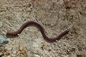 Lizards Prints: Worm Lizard (Blanus cinereus) On sand