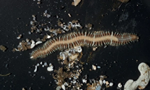 Aanimal Prints: Worm (Ophiodromus fleuosus) South Devon