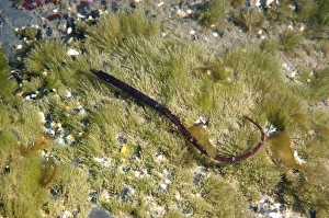 Shallows Prints: Worm Pipefish (Nerophis lumbriciformis) adult