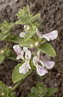 Limestone Prints: Woundwort (Stachys swainsonii) flowering, growing on limestone, Delphi, Greece, April