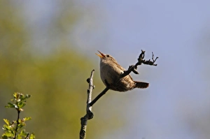 Wren singing