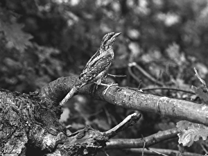 Eric Prints: Wryneck, Staverton Park 1945