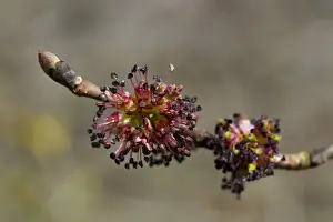 Shoot Prints: Wych Elm (Ulmus glabra) close-up of female flowers on shoot, Powys, Wales, April