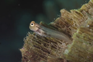 Yaeyama Blenny (Ecsenius yaeyamaensis) adult, Lembeh Straits, Sulawesi, Sunda Islands, Indonesia