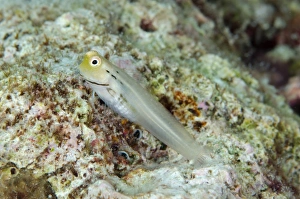 Yaeyama Blenny (Ecsenius yaeyamaensis) adult, Tanjung Muara, Sermata Islands, Lesser Sunda Islands, Indonesia, November