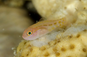 Yanos Dwarfgoby (Trimma yanoi) adult, Tanjung Tutunuuake, Wetar Island, Barat Daya Islands, Lesser Sunda Islands
