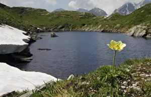 Yellow Alpine Pasqueflower (Pulsatilla alpina apiifolia) flowering, growing beside lake in mountain habitat