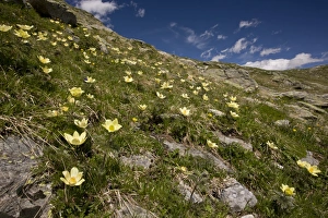Anemone Prints: Yellow Alpine Pasqueflower (Pulsatilla alpina ssp)