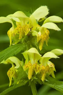 Archangel Prints: Yellow Archangel (Lamiastrum galeobdolon) close-up of flowers, Kent, England, June