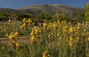 Bulbous Prints: Yellow Asphodel (Asphodeline lutea) flowering mass