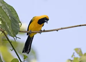 Icterids Prints: Yellow-backed Oriole (Icterus chrysater giraudii) adult