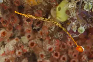 Yellow-banded Pipefish (Dunckerocampus pessuliferus) adult, swimming, Padar Island, Komodo N. P