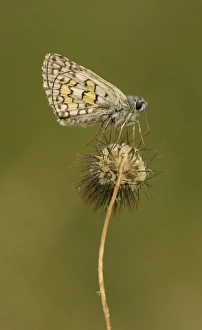 Southeastern Europe Prints: Yellow-banded Skipper (Pyrgus sidae) adult