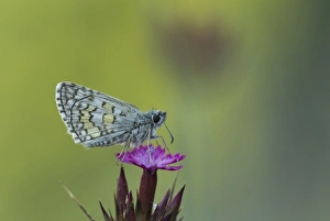 Yellow-banded Skipper (Pyrgus sidae) adult, resting on flower, Rhodope Mountains, Bulgaria, July