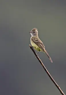 Tyrant Flycatcher Prints: Yellow-bellied Elaenia (Elaenia flavogaster pallididorsalis) adult