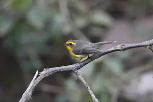 Fan Tail Prints: Yellow-bellied Fantail (Rhipidura hypoxantha) adult