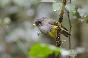 Oceania Prints: Yellow-bellied Flyrobin (Eopsaltria flaviventris) juvenile