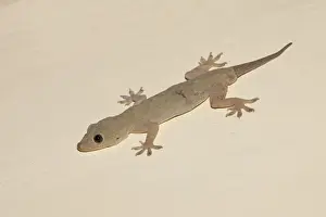 Gecko Prints: Yellow-bellied House Gecko (Hemidactylus flaviviridis) adult