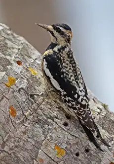 Palm Prints: Yellow-bellied Sapsucker (Sphyrapicus varius) immature