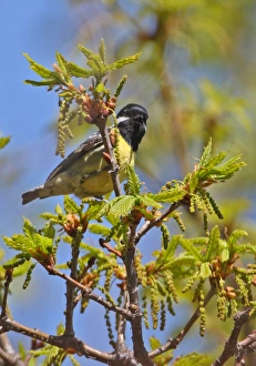 Singing Prints: Yellow-bellied Tit (Periparus venustulus) adult